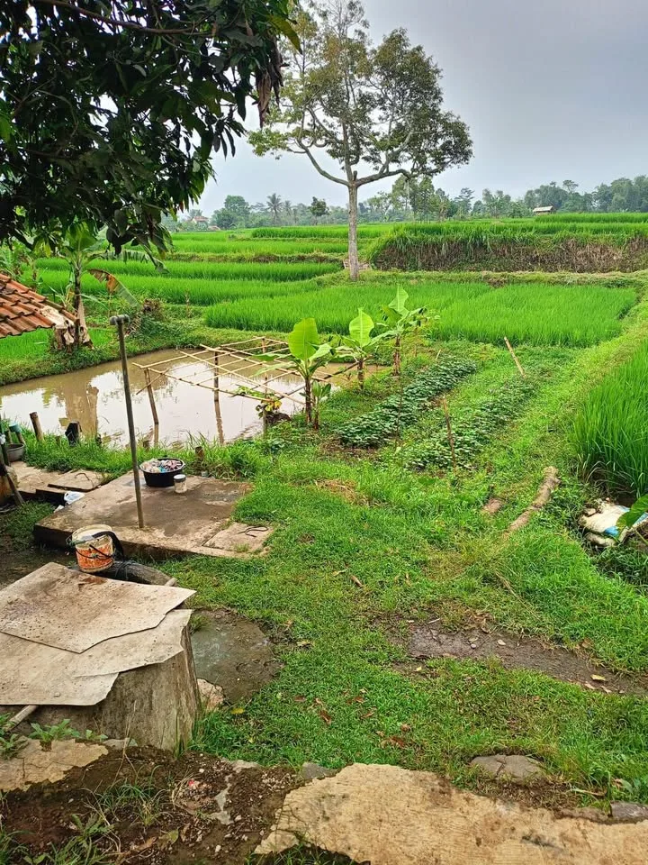 Tanah+++kolam+++sawah